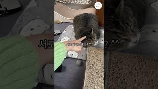 고양이와 함께 코타츠에 앉아 책을 읽을 수 있는 곳이 있다?🫢🫢🫢