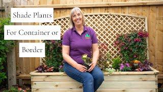 Shade Plants for Container or Border