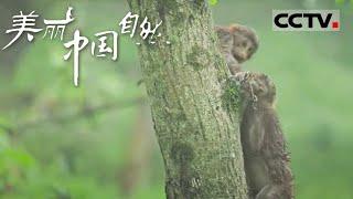 【ENG】两只小猴在暴雨中比赛爬树 另外一只小猴也按耐不住自己玩耍的心了《美丽中国自然》大熊猫国家公园岷山系列【CCTV纪录】