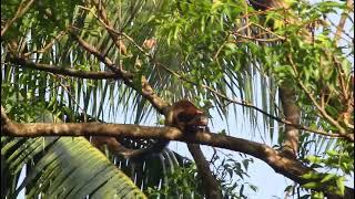 Giant squirrels amazing facts, eating habits and behaviors