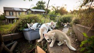 Heartbreaking Loss: How to Care for Abandoned Kittens After Tragedy | LTT Animal - Poor Cats
