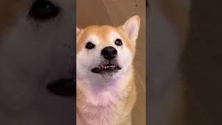 Shiba Screams at Betrayal