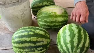 How to Know When A Watermelon is Ripe  | Titus Morris’ Henson Creek Farm