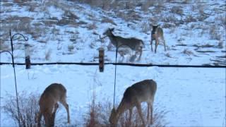 Deer in Back Yard