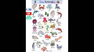 Sea animals