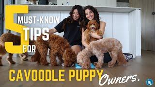 5 Must-Know Tips for Cavoodle Puppy Owners | From a Cavoodle Expert