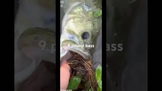 Super cool fishing video #bass #bassfishingvideo #bigbass