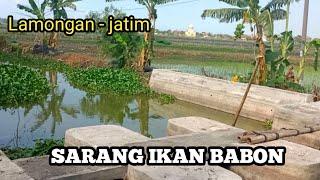 VIRAL...‼️ PAS PULANG GAK NYANGKA NEMU SARANG IKAN BABON || IKHTIAR MANCING IM