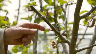 The IMPORTANCE of Summer Pruning an Apple Tree -  Part 2 of 2