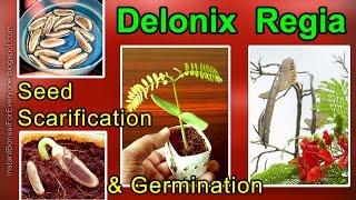 Seed Germination By Scarifying Seeds Of Delonix Regia / Royal Poinciana / Gulmohar / Flamboyant Tree