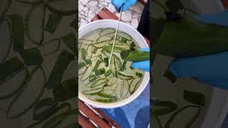 أقوى وارخص سماد طبيعي لنباتاتك وببلاش  @youtubecreators #YuoTubeHighFive