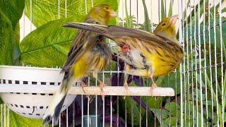 Mating Canary birds _ Accouplement de canaris dans la cage