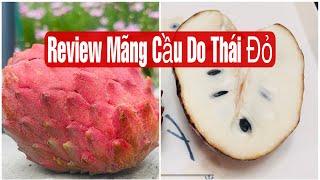 Review Mãng Cầu Đỏ Thái Đỏ || MÂY XANH || 103