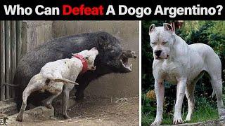 5 DOGS that could DEFEAT a DOGO ARGENTINO