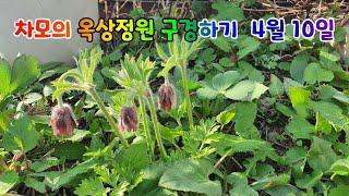 차모의 옥상정원 4월10일 / 옥상에서 노지월동하는 식물들 / 식용가능한 식물위주의 옥상정원 / 유실수와 나물들 /