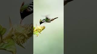Hummingbirds Video | Se Hummingbird Flying Video#shorts#nature#ytshorts#birdslover