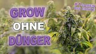 Autoflower Grow [Woche 1-2]   Anbau für Anfänger (Living Soil)