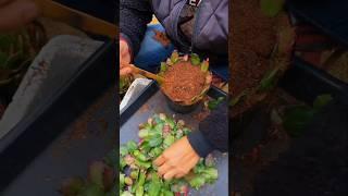 Crab Cactus ( 蟹爪兰) Farming Techniques #farming #gardening
