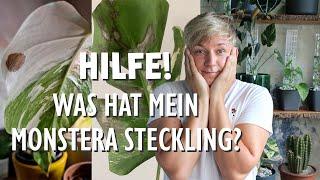 SOS Monstera deliciosa variegata  Die 8 häufigsten Probleme deiner Pflanze + Lösungen