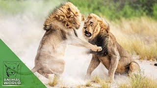 6 ruthless lion fights to the death caught on camera! | Animal World