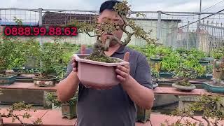 Báo giá tường vi bonsai giá rẻ