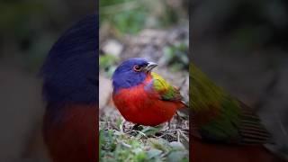 Witness Nature's Vibrant Beauty: A Painted Bunting's Colorful Feathers