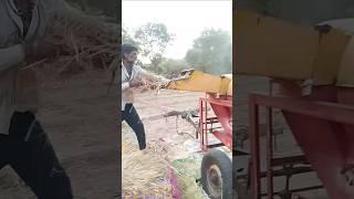 Aaj nikale gehu #punjabisong #farming #shorts  #shortvideo #trending#desi #vairalvideo #rajasthani