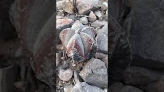 Gemstone Hunt: Shocking Find Inside This Rock!" #youtubeshorts #agatehunting #crystalhunting