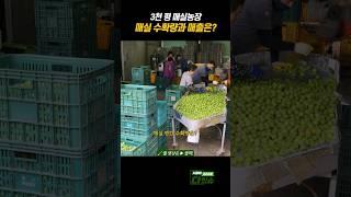 3천 평 매실농장 수확량과 매출은? #shorts