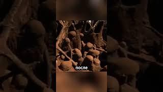 Насколько большим может быть муравейник?