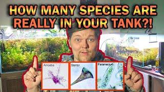 Creating A Balanced AND Diverse Nature Aquarium: How Fish, Plants, Micro Flora & Fauna Truly Thrive!