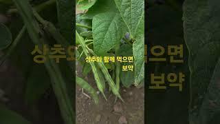 #상추와함께먹으면보약 #shorts