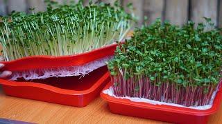 Growing Vegetables Without A Garden, How To Grow Sprouts Without Using Soil, High Yield