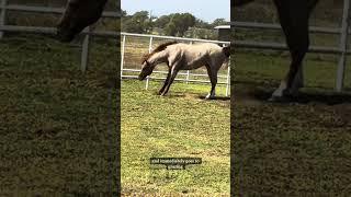 Crazy horse time! #horse #aqha #vscodered
