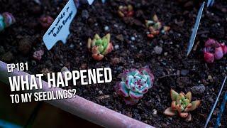 #181 What happened to my seedlings?