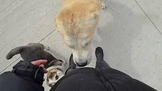 Central asian shepherd puppy