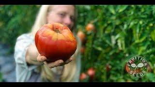 Green Shoulders on Your Tomatoes (& Why You Want Them)