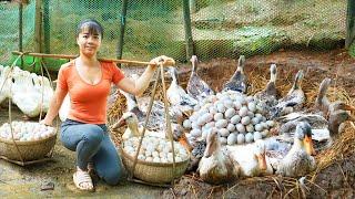 Harvesting Many Duck Eggs Goes to the market sell - Selling grown pigs | Phuong Daily Harvesting