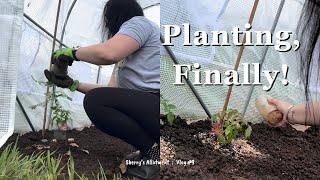 Exciting Times! Planting Tomatoes In The Polytunnel  UK Allotment Vlog #9  May 2024 