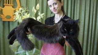 Сравнение кота, кошек и котят мейн-кун, вес мейн-куна / Maine Coon (Animal Breed) питомник Лирикум