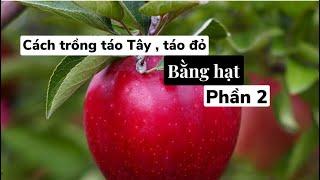 cách trồng táo mỹ từ hạt - phần 2 - Đam mê làm vườn