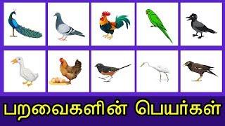 மனம் கவர்ந்த பறவைகளின் பெயர்கள் | tamil Birds train travel with name - KidsTv Sirukathaigal