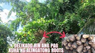 Joebert asor | DELIKADO RIN ANG PAG KUHA NG ALINGATONG ROOTS | RED ALINGATONG ROOTS