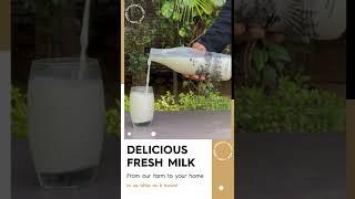 Pure farm fresh cow’s milk! Free home delivery in Delhi NCR. Order on Whyte Farms app now!