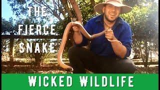 Deadliest Snake on Earth - The Inland Taipan