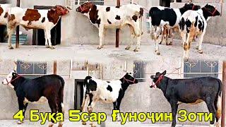 Нуҳ сар моли Зоти нару мода тел ‪903506363‬ барои молкуни тел 15 октября 2024 г.