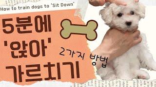 [English Sub] 아기 강아지 앉아 훈련방법 2가지 l 5분만에 쉽고 빠르게 앉아 가르치기 l How to train dogs to sit in 5 minutes #앉아훈련