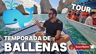 LLEGARON LAS  BALLENAS   Avistamiento en CABO SAN LUCAS  EL TOUR MAS COMPLETO