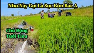 Quang Dũng || Hạn Hán Kéo Dài Ảnh Hưởng Đến Sự Phát Triển Của Cây Lúa Và Biện Pháp Khắc Phục ?