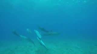 Wild Hawaiian Dolphins Feat. Dolphins and You